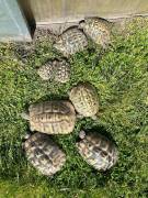 20260405_Verabschiedung20Cindy20Schildkroten_original