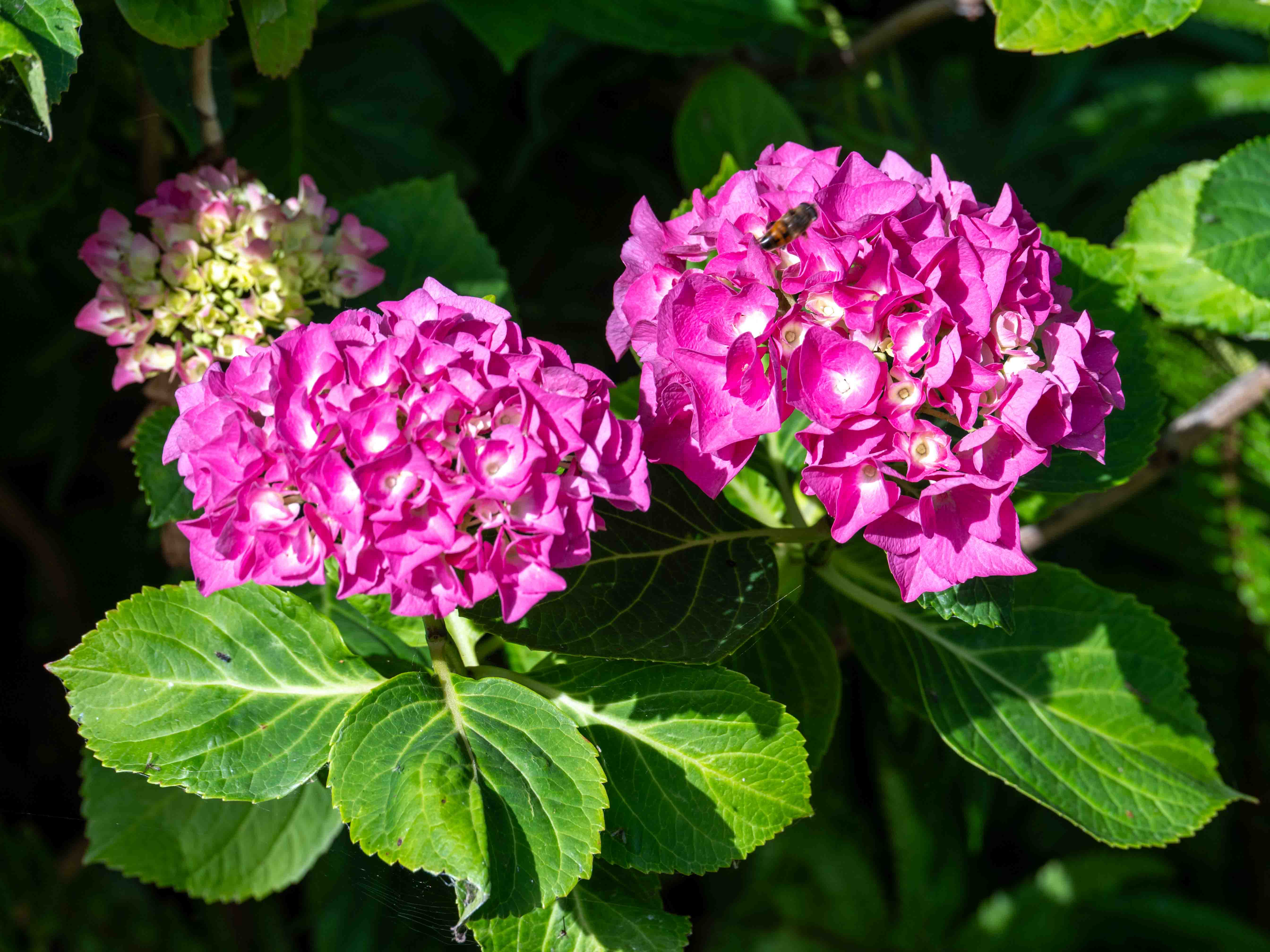 blühender Klostergarten
